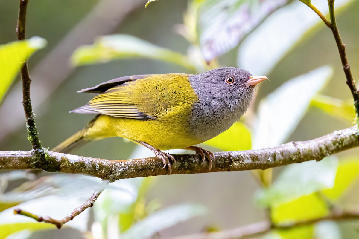 Pink-billed Cnemoscopus - Sandy & Bob Sipe