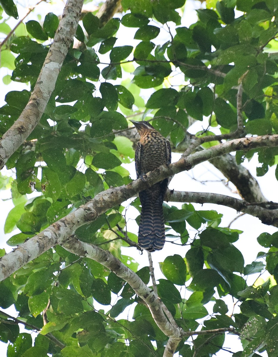 Asian Koel - ML54866551