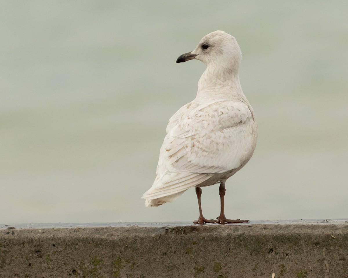 Gaviota Groenlandesa - ML548665551