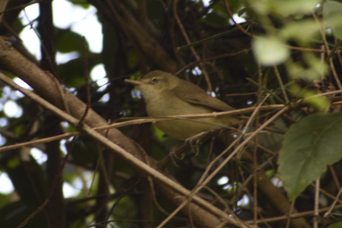 Blyth's Reed Warbler - ML548666341