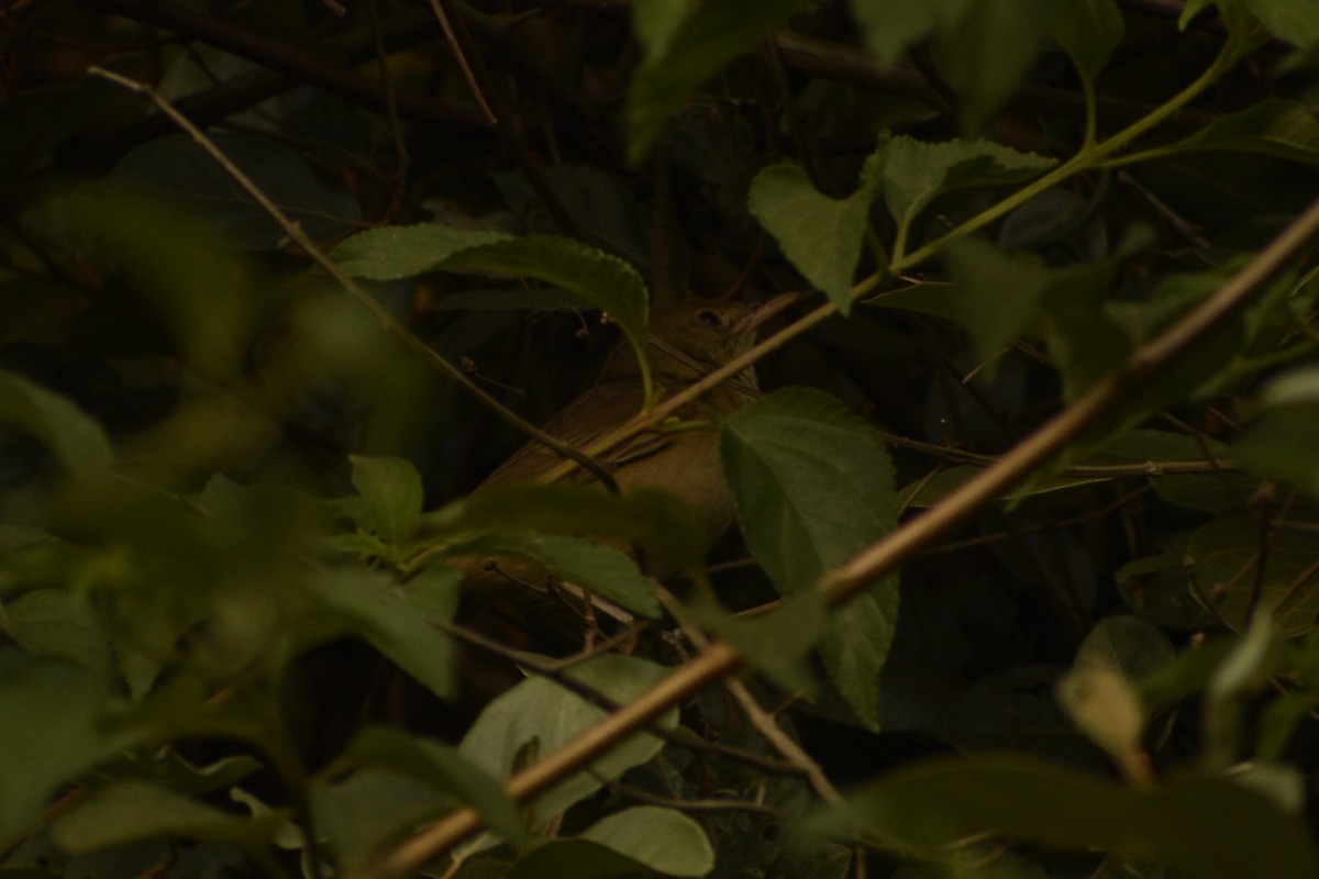 Blyth's Reed Warbler - ML548666351