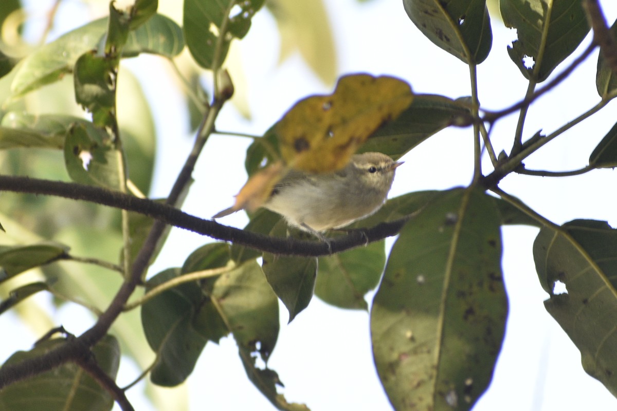 Green Warbler - ML548666391