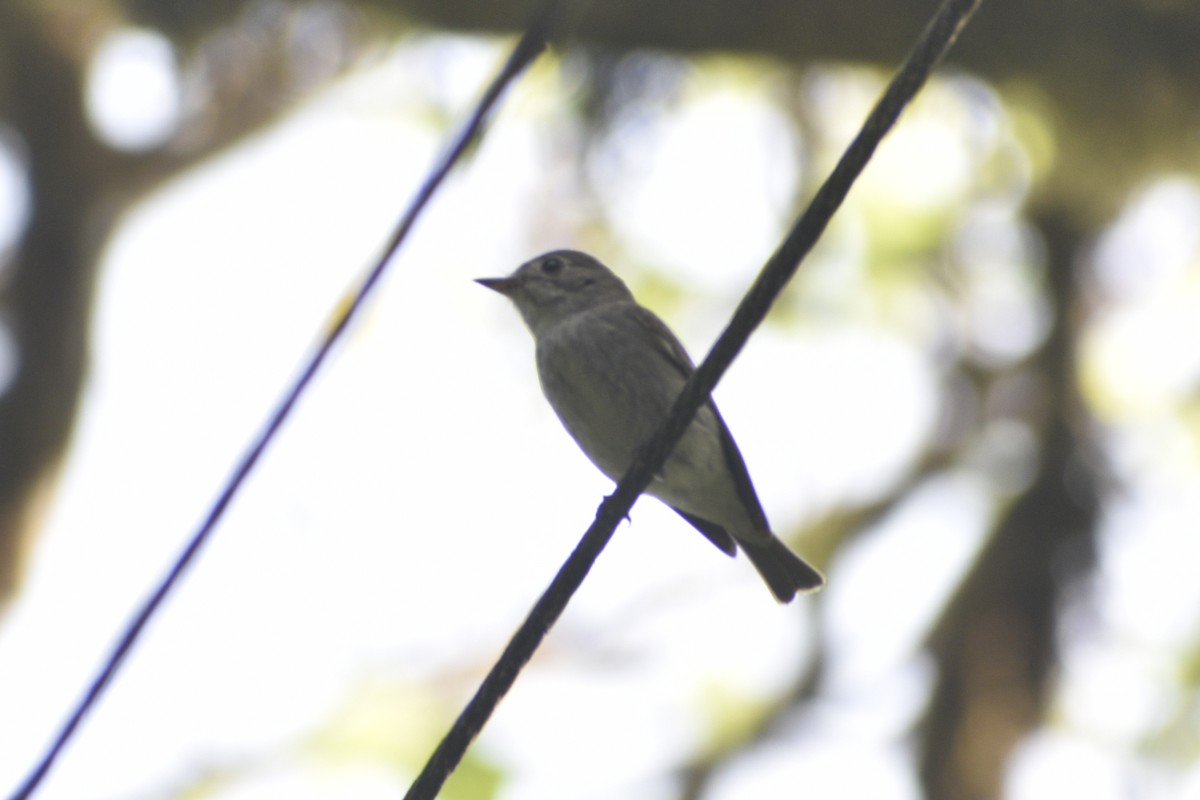 Asian Brown Flycatcher - ML548666411