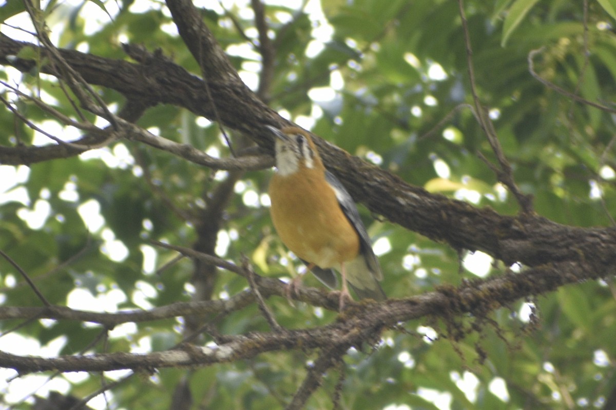 Orange-headed Thrush - ML548666621