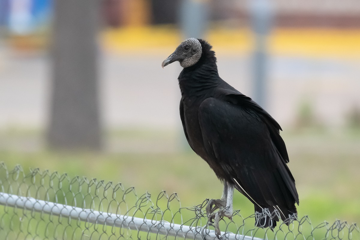 Black Vulture - Richard Rulander