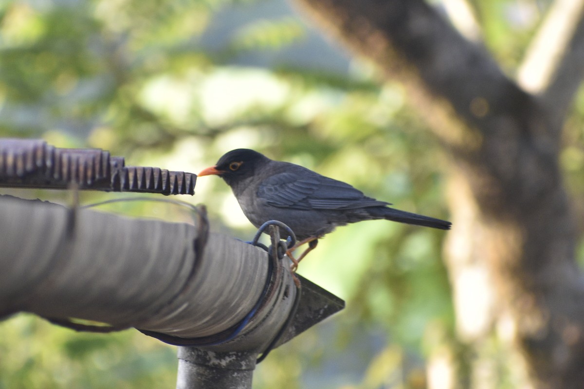 Indian Blackbird - ML548666701