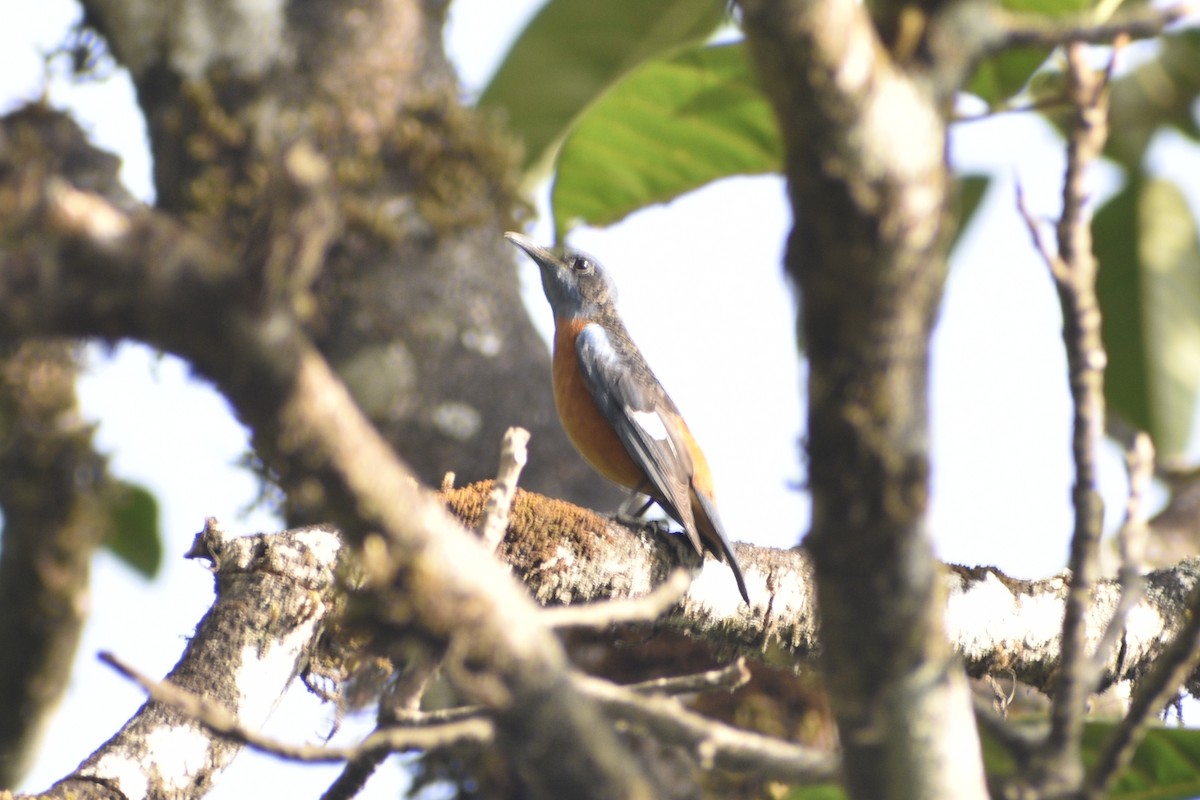 Blue-capped Rock-Thrush - ML548666731