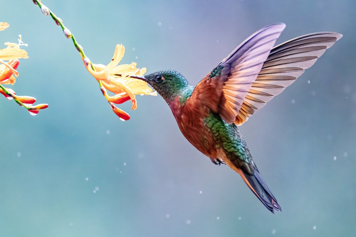 Chestnut-breasted Coronet - Sandy & Bob Sipe