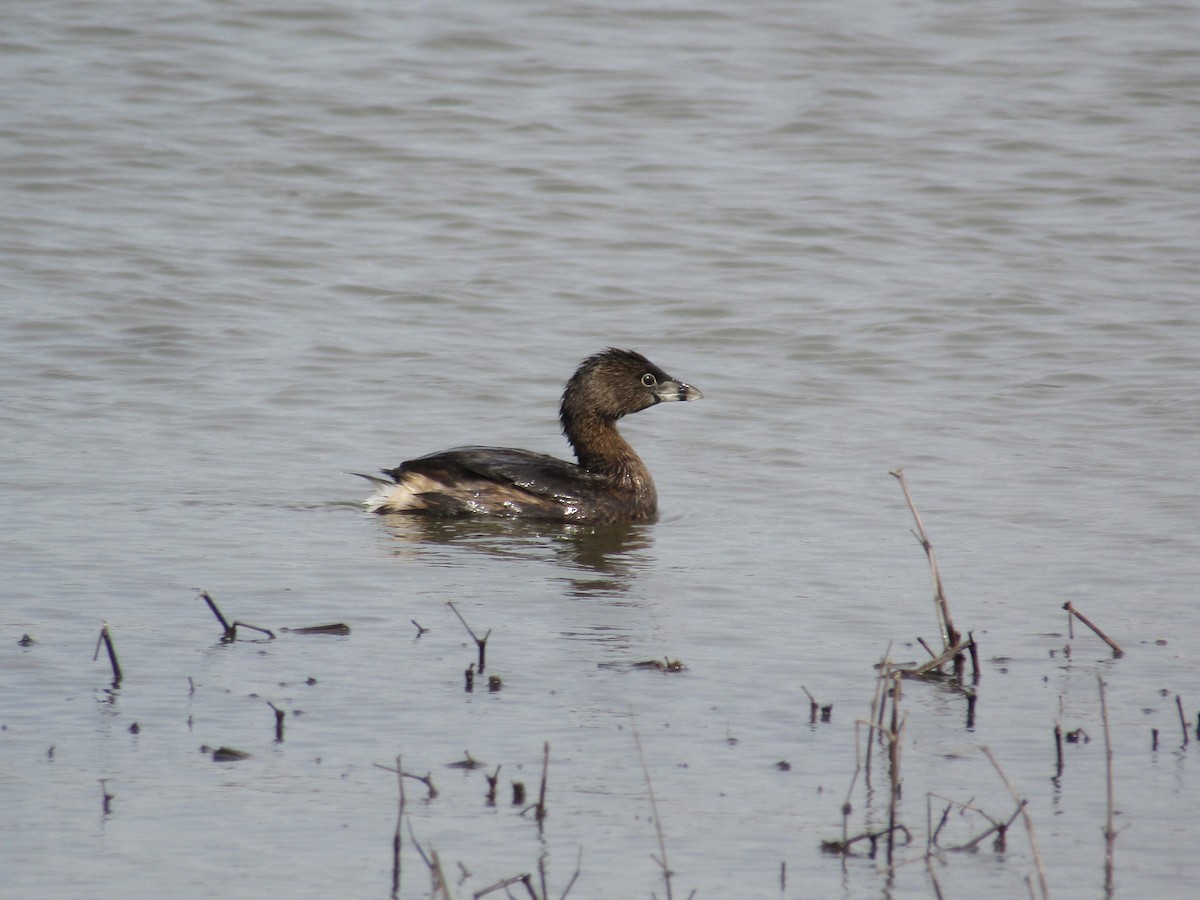 Pied-billed Grebe - ML548667921