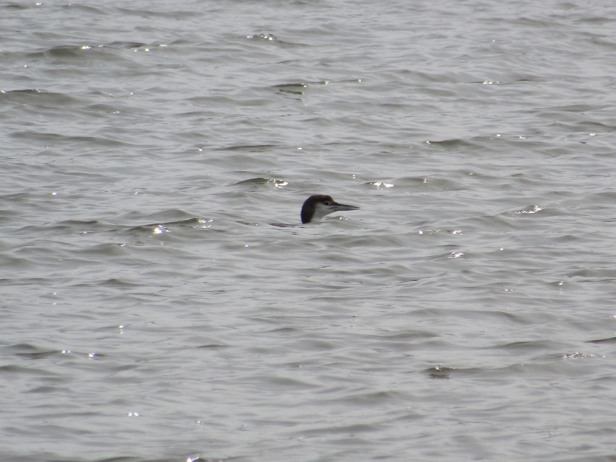 Common Loon - ML548668151