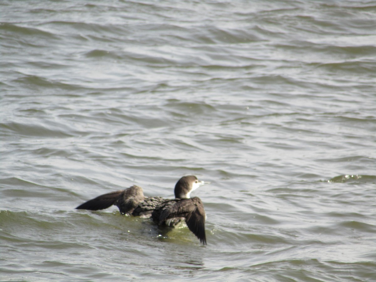 Plongeon huard - ML548668161