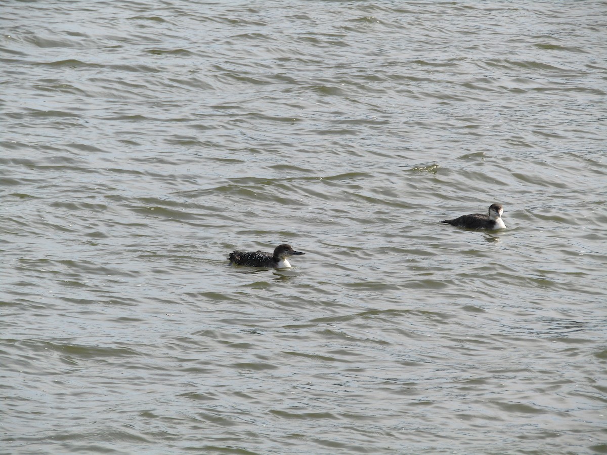 Common Loon - ML548668181