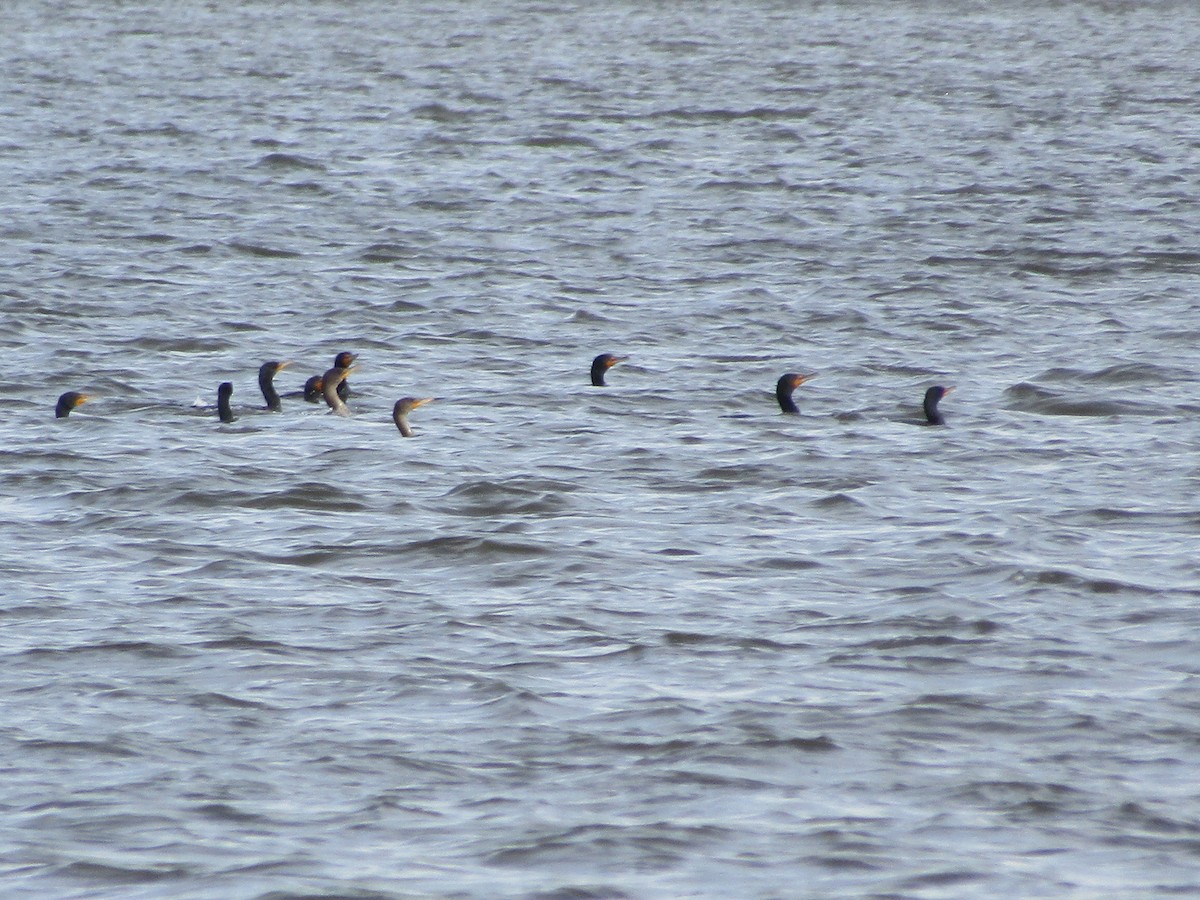 Double-crested Cormorant - ML548668241