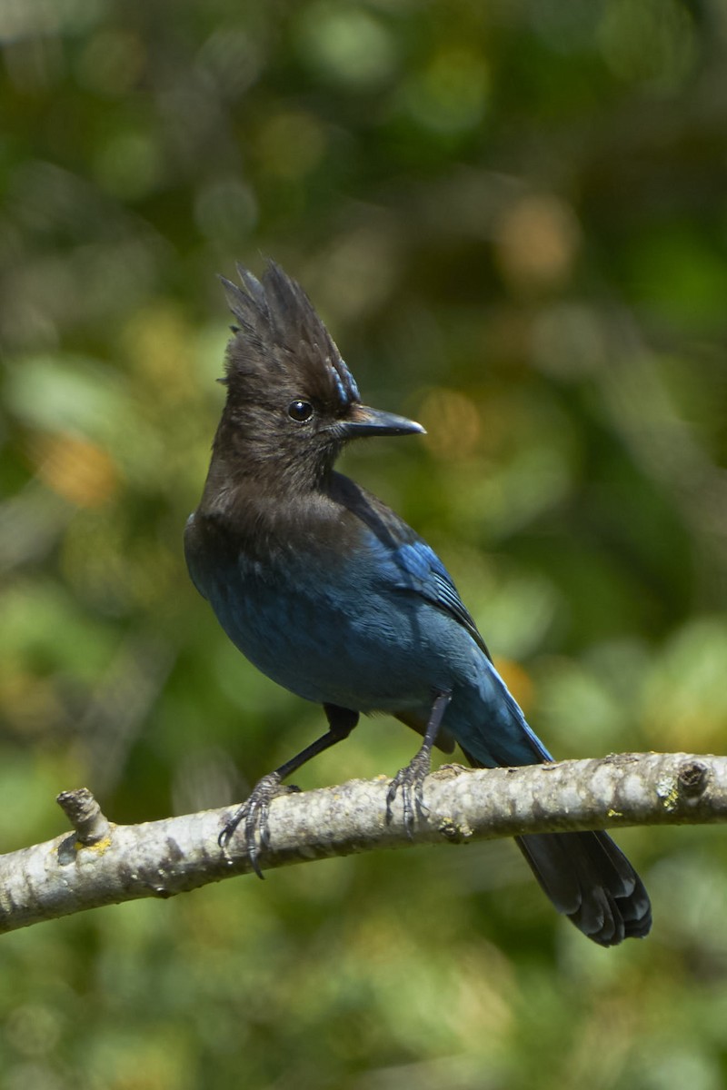 Steller's Jay - ML548668661