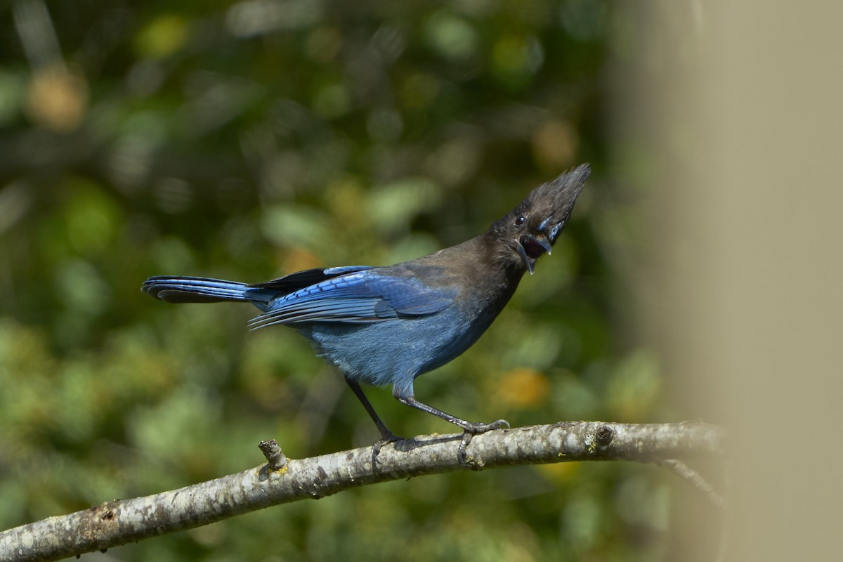 Steller's Jay - ML548668681