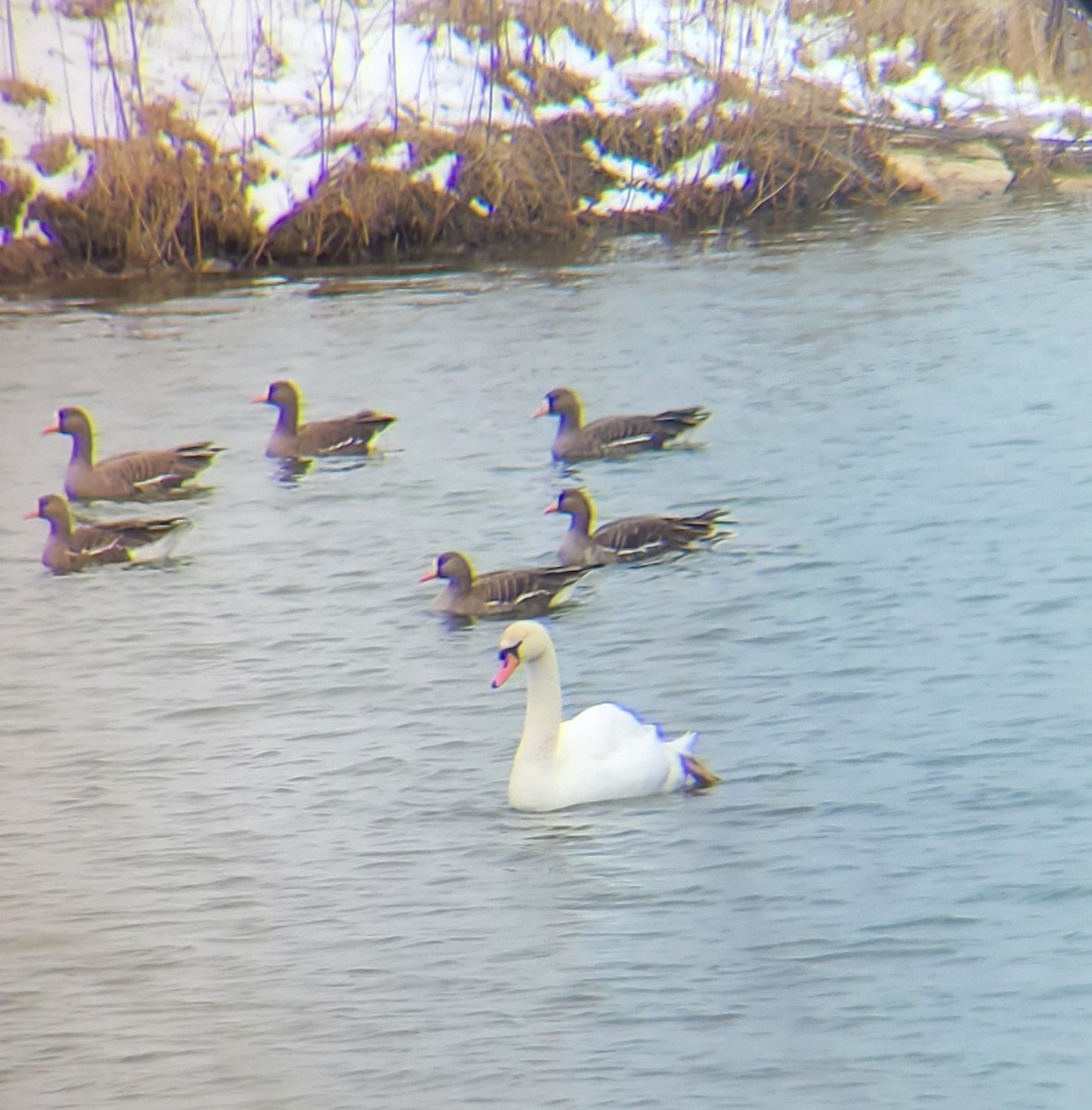 Cygne tuberculé - ML548668981