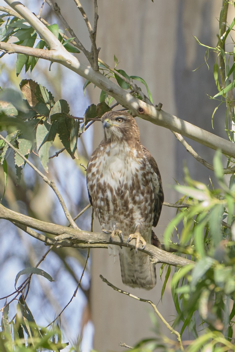 Red-tailed Hawk - Simon Bukin