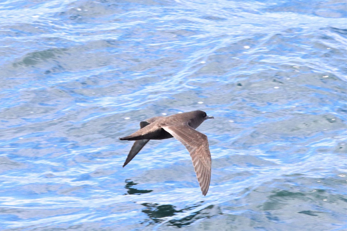 Sooty Shearwater - Terry Martin