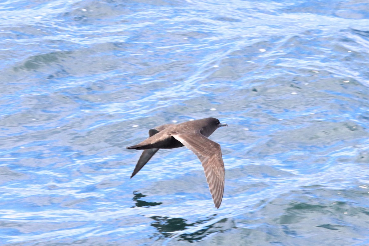 Sooty Shearwater - ML548670461