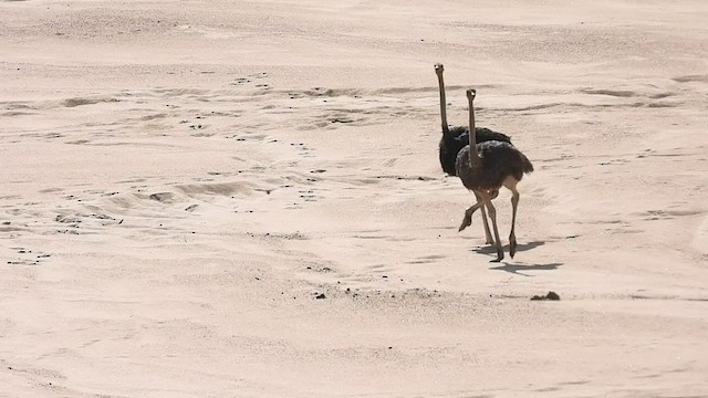 Common Ostrich - ML548670681