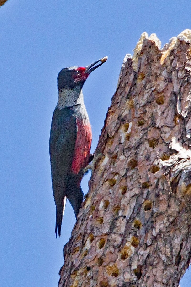 Lewis's Woodpecker - ML54867111