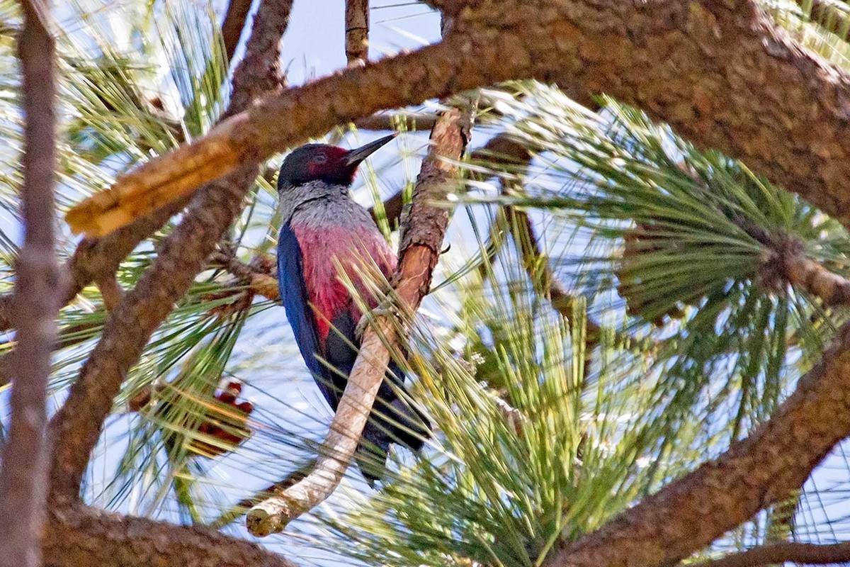 Lewis's Woodpecker - ML54867121