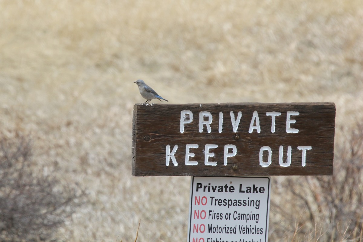 Mountain Bluebird - ML54867131