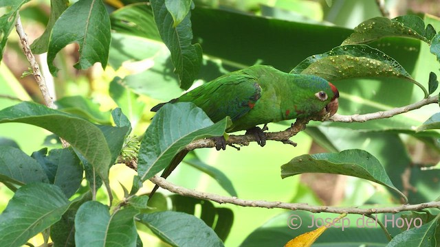 アカビタイメキシコインコ - ML548672591