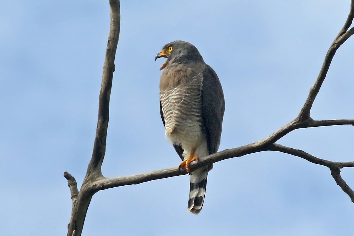 Roadside Hawk - ML548672621