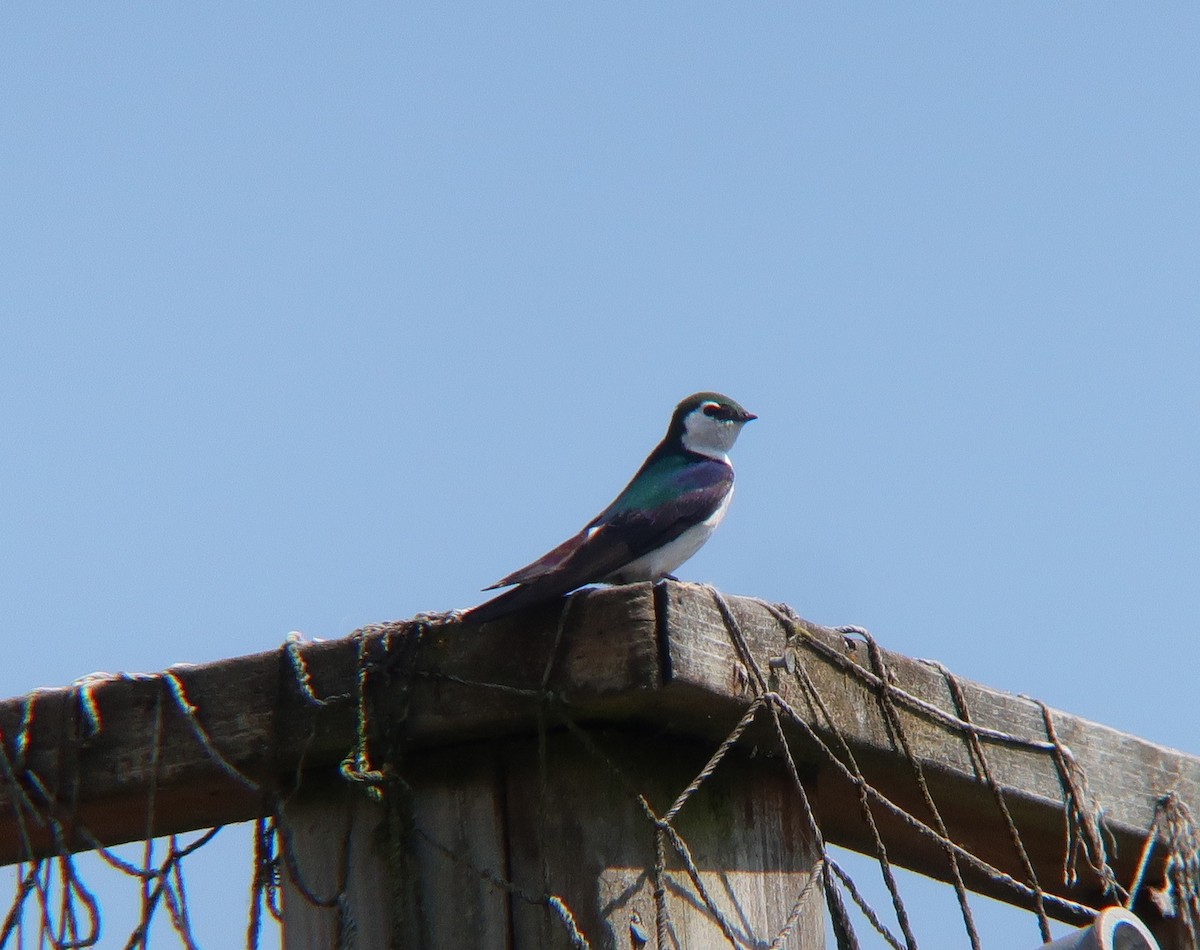 Violet-green Swallow - ML548672771