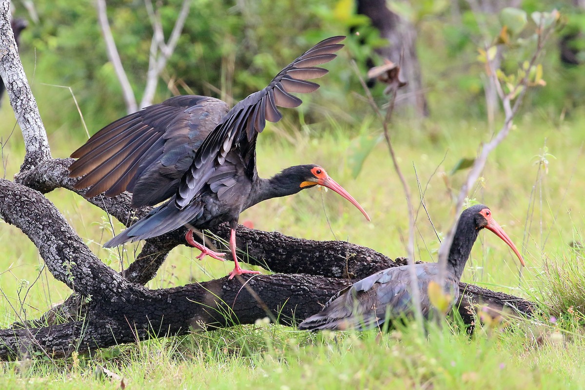 Sharp-tailed Ibis - Phillip Edwards