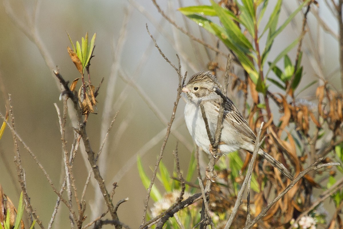 Brewer's Sparrow - ML54867301