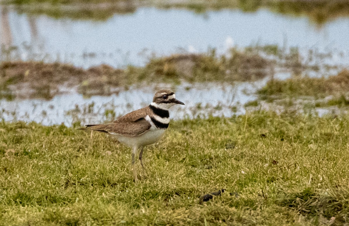 Killdeer - ML548673351