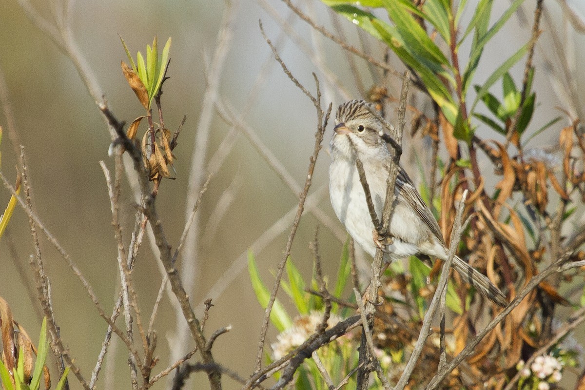 Brewer's Sparrow - ML54867341