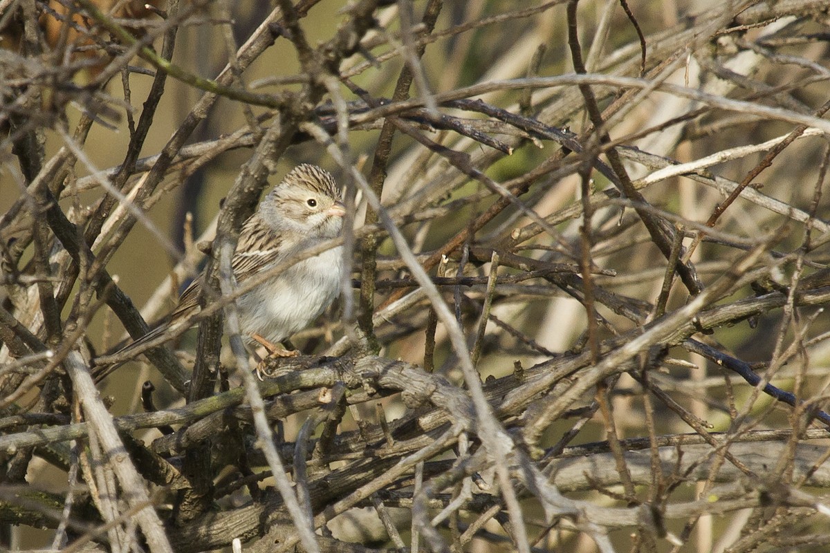 Brewer's Sparrow - ML54867351