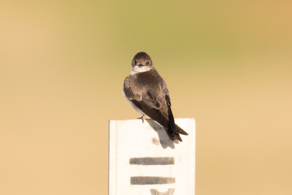 Northern Rough-winged Swallow - ML548673561