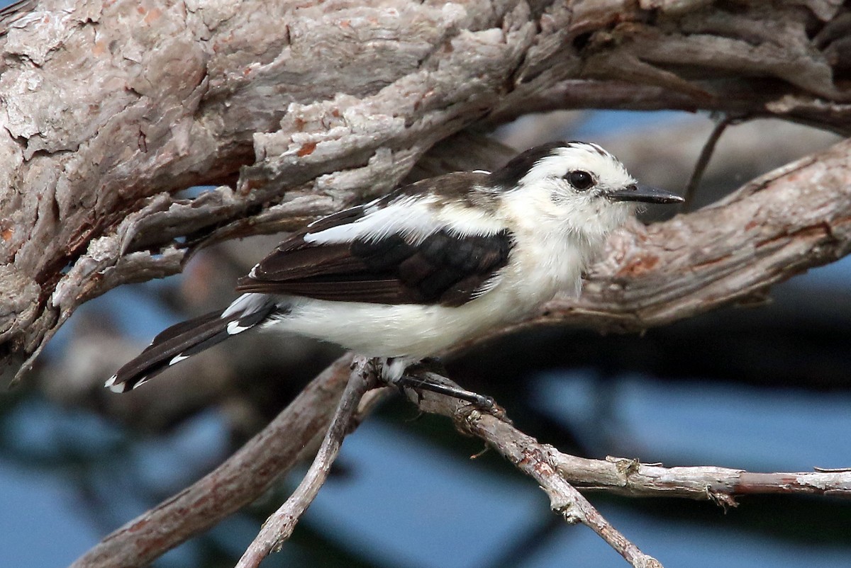 Pied Water-Tyrant - Phillip Edwards