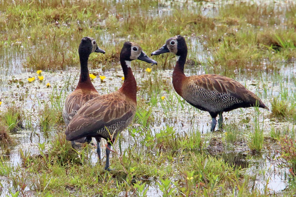 White-faced Whistling-Duck - Phillip Edwards