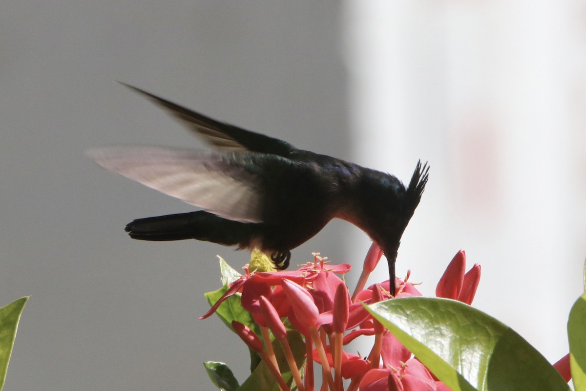 kolibřík chocholatý (ssp. emigrans) - ML548673951