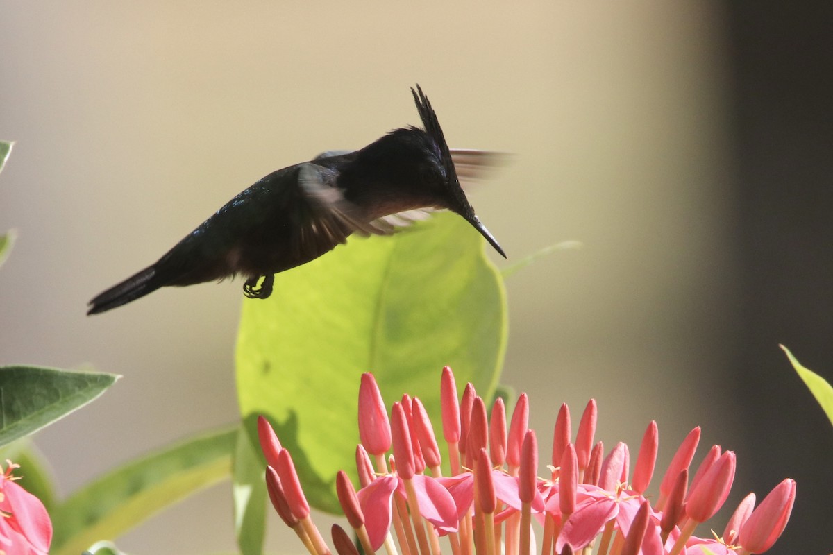 kolibřík chocholatý (ssp. emigrans) - ML548674001