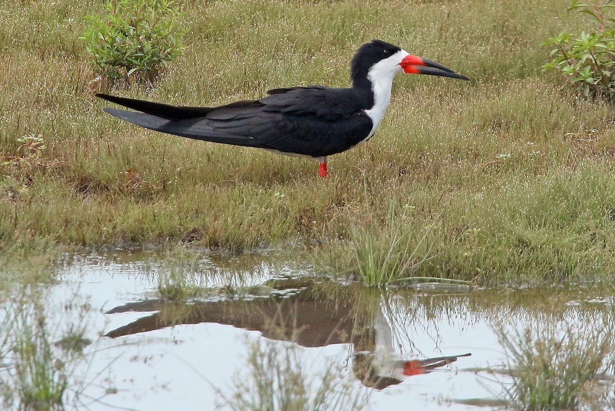 Black Skimmer - Phillip Edwards