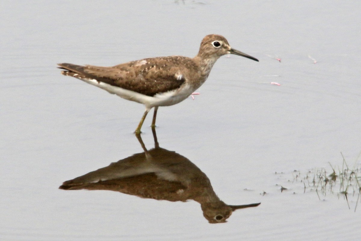 Solitary Sandpiper - ML548674221