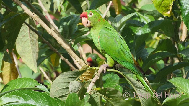 Conure de Finsch - ML548674231