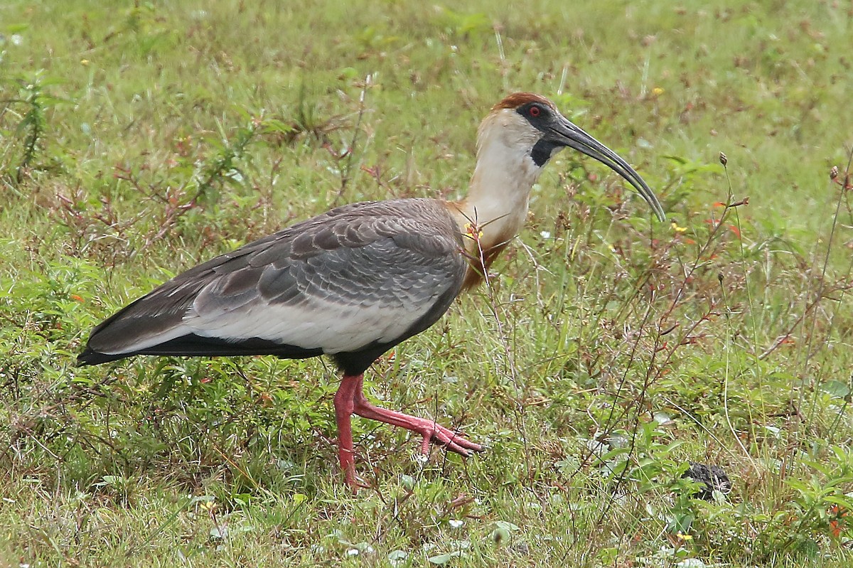 ibis bělokřídlý - ML548674251