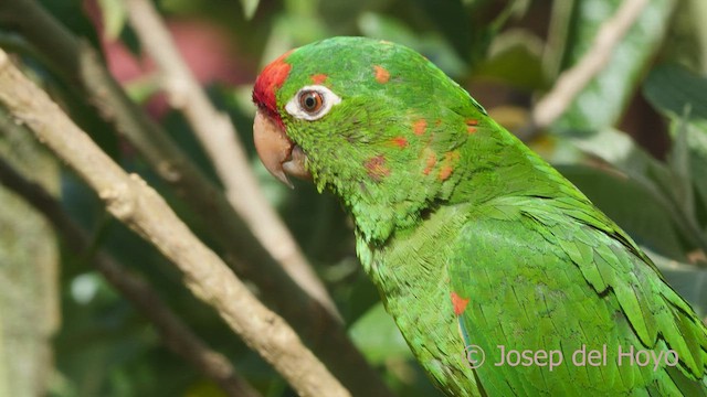 Crimson-fronted Parakeet - ML548675401