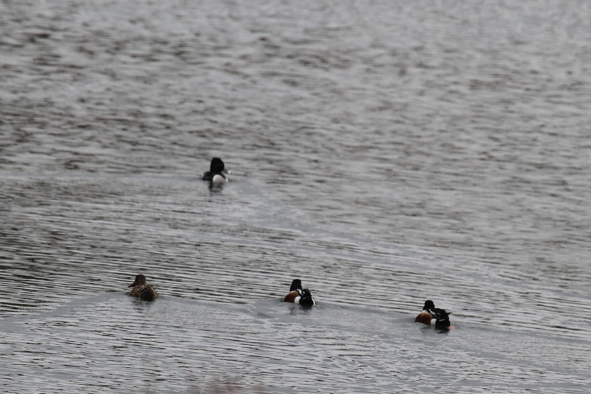 Northern Shoveler - ML54867541