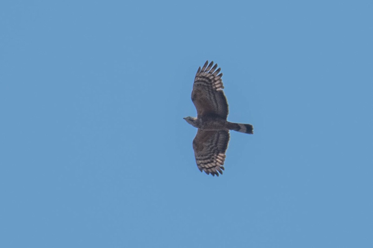 Oriental Honey-buzzard - ML548675541