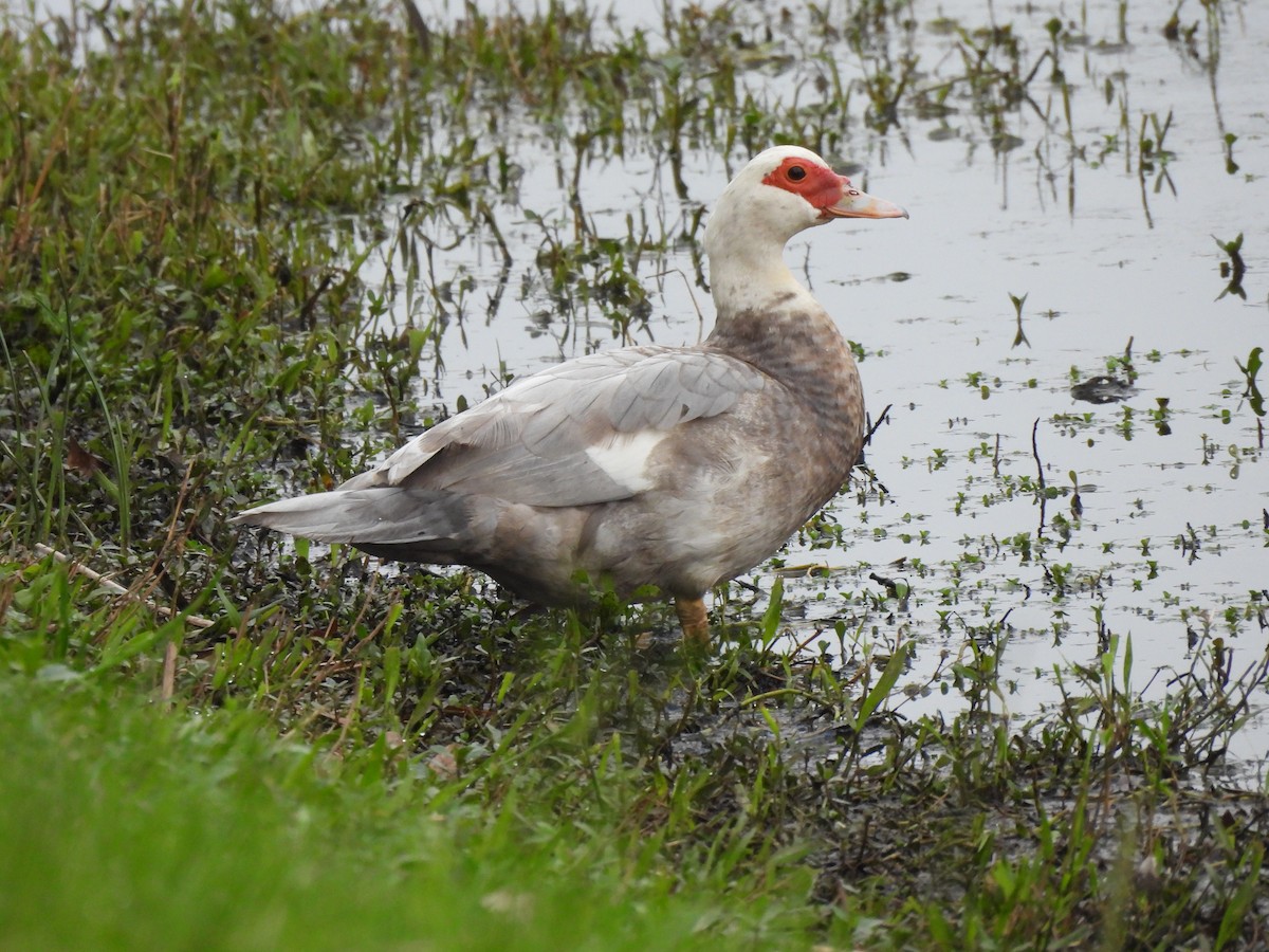 Muscovy Duck (Domestic type) - ML548675831