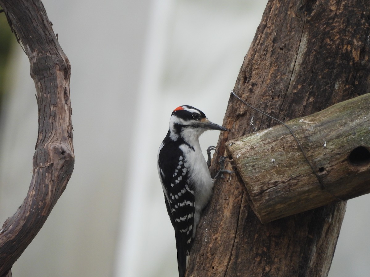 Hairy Woodpecker - ML548675981