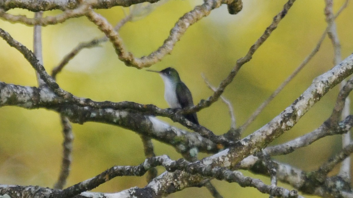 White-bellied Emerald - ML548676211